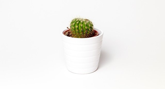 cactus bélier