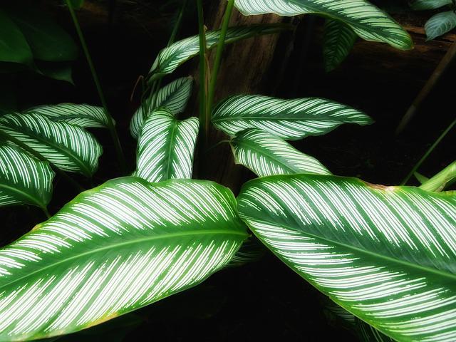 calathea sagittaire