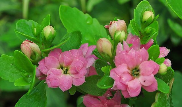 Kalanchoe gémeaux