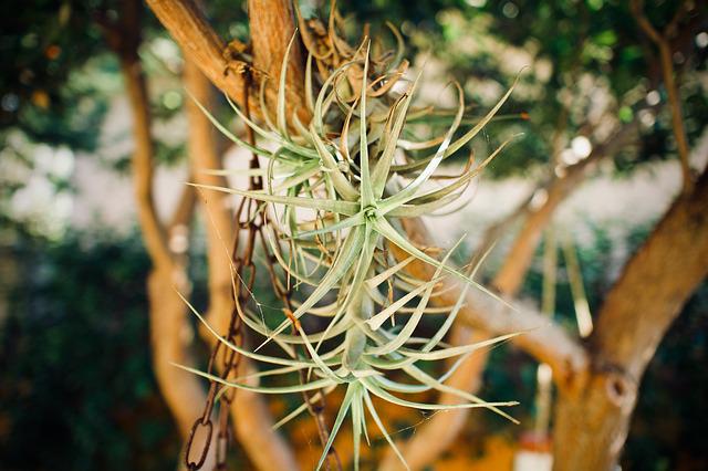 tillandsia verseau