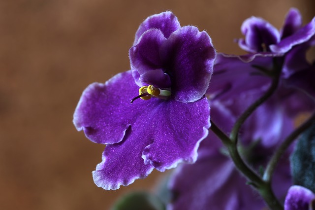 violette africaine poissons