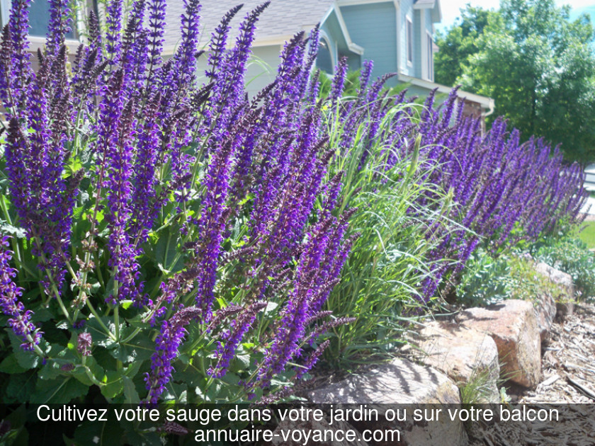 Cultivez votre sauge dans votre jardin ou sur votre balcon