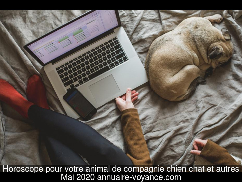 Horoscope pour votre animal de compagnie chien chat et autres Mai 2020