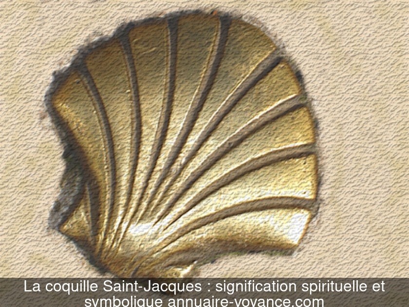 La coquille Saint-Jacques : signification spirituelle et symbolique