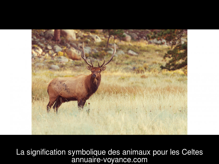 La signification symbolique des animaux pour les Celtes