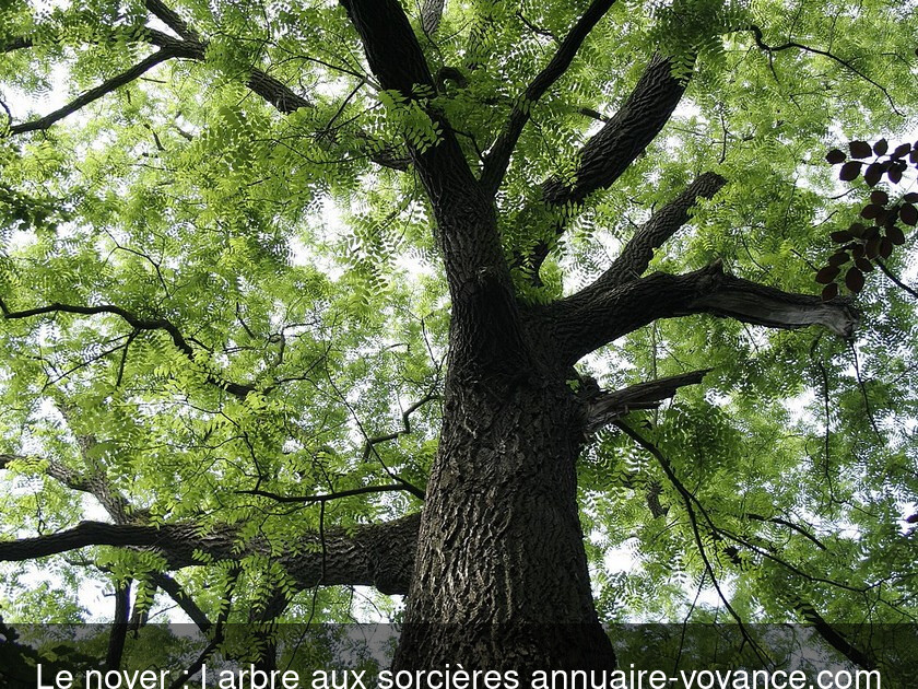 Le noyer : l'arbre aux sorcières