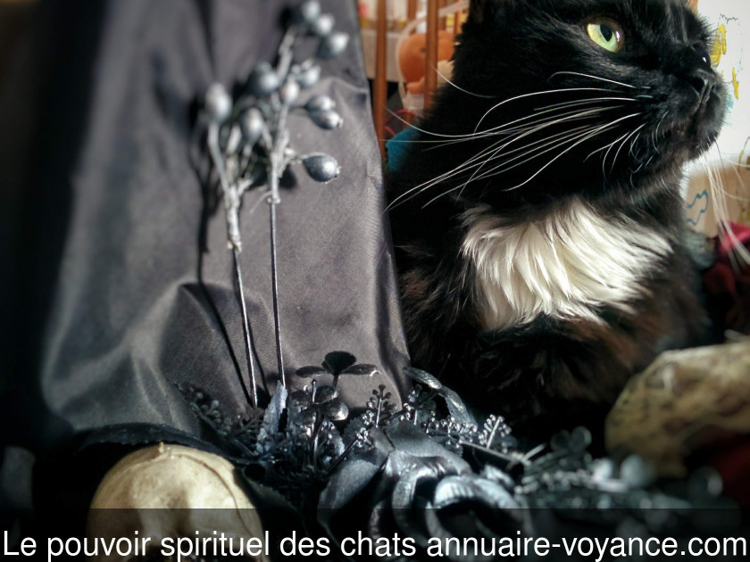 Le pouvoir spirituel des chats