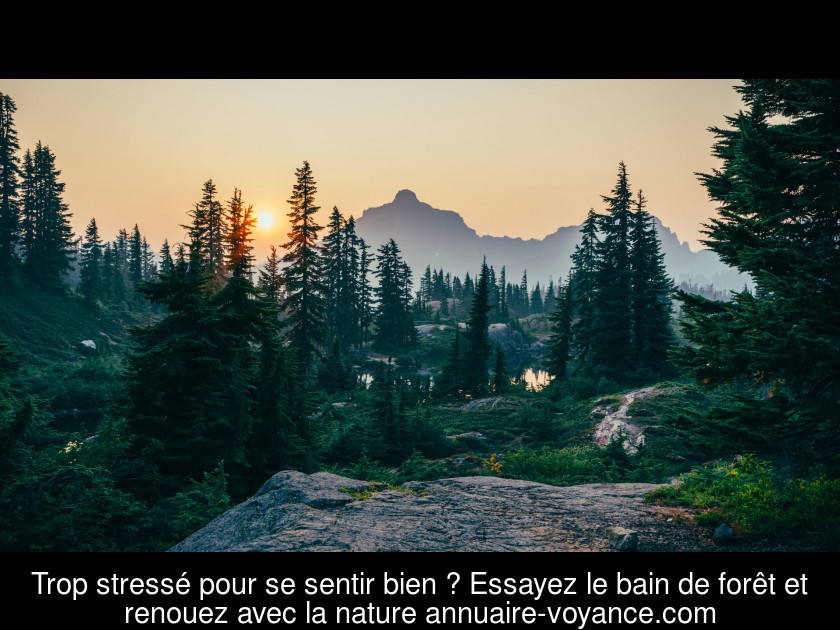 Trop stressé pour se sentir bien ? Essayez le bain de forêt et renouez avec la nature