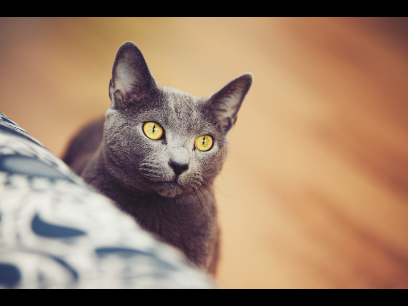 Chat russe