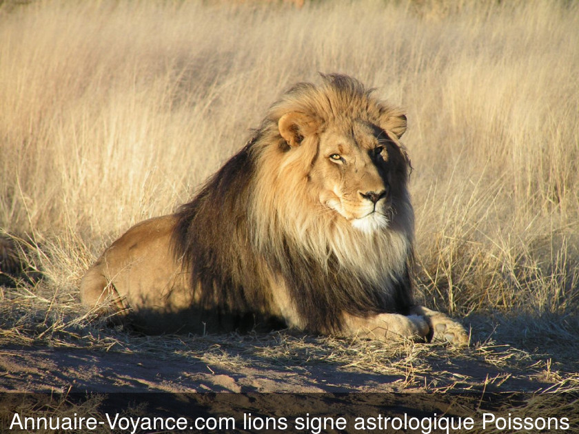 lions Poissons